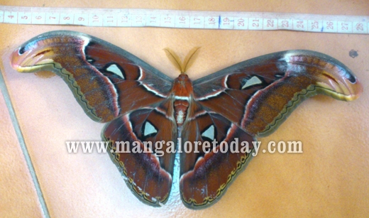 Atlas Moth in India